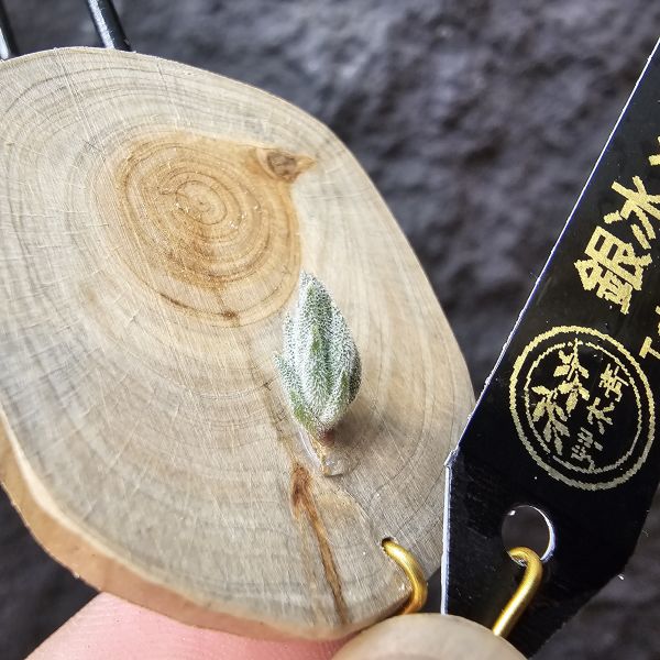 銀冰×Areq/Tillandsia chiletensis × arequitae 