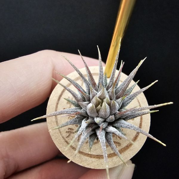 榛果精靈紫星(新品)/Tillandsia ionantha Hazelnut Stiff Purple Star~特殊個體，光照穩定或溫差，植株會帶有暗紫色，肉眼看較明顯、硬葉質感、新葉由短形態，隨著植株成長而生長！圖四參考較大植株！ 
