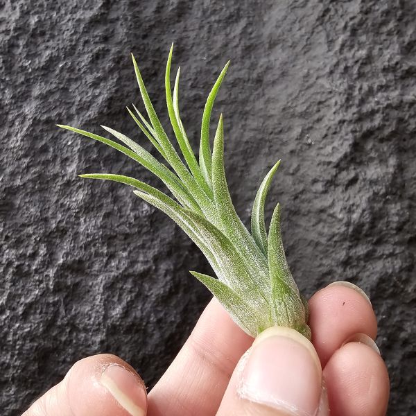小精靈(戴維斯)/Tillandsia ionantha on wire(Davis)~英文字譯為“電線桿上的小精靈” 