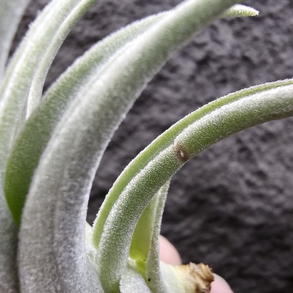 鳥岩大M(一咪咪葉傷參考圖四)/Tillandsia minasgeraisensis(Bird Rock) 