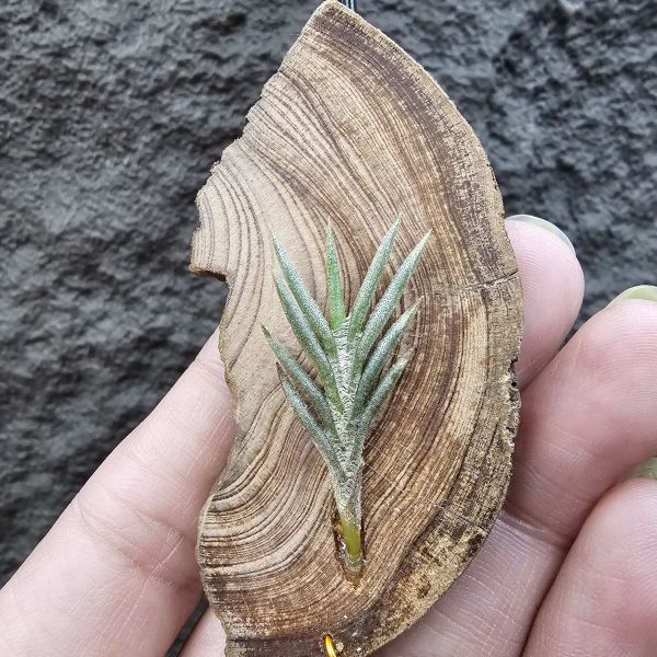 Tillandsia capillaris(73.21) 