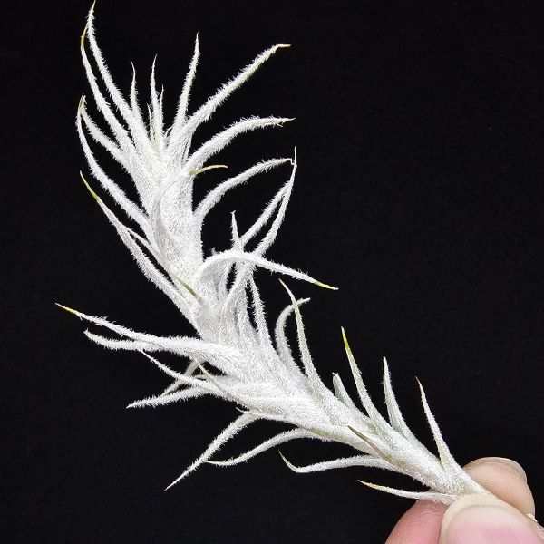 小白龍/Tillandsia stellifera 
