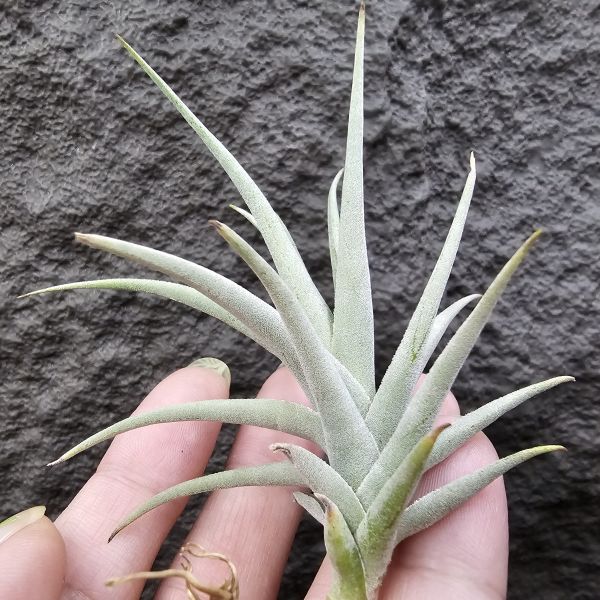 樹猴胖男孩(葉尖有些傷)/Tillandsia Streptocarpa 'Fat Boy' 