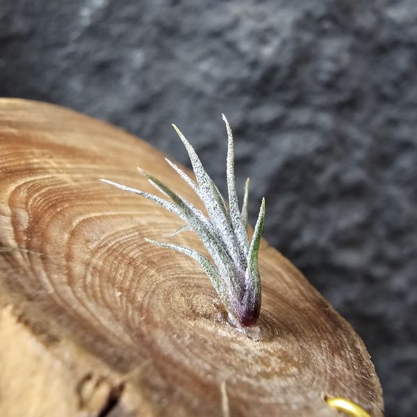 xip紐西蘭(毛)×BC/Tillandsia xiphiodes(NZ)毛 × Bea Correale~YY 