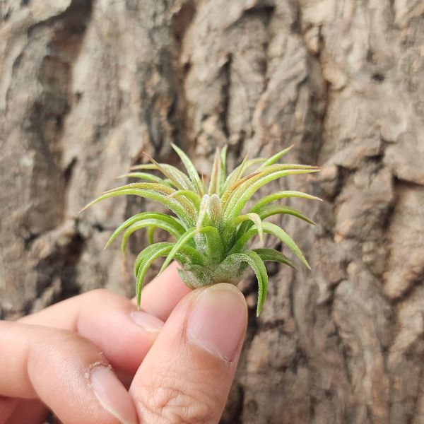 噴泉小精靈/Tillandsia ionantha Fountain 