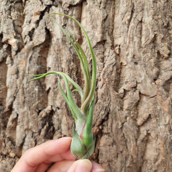 小章魚×犀牛角/Tillandsia Bulbosa × Seleriana 