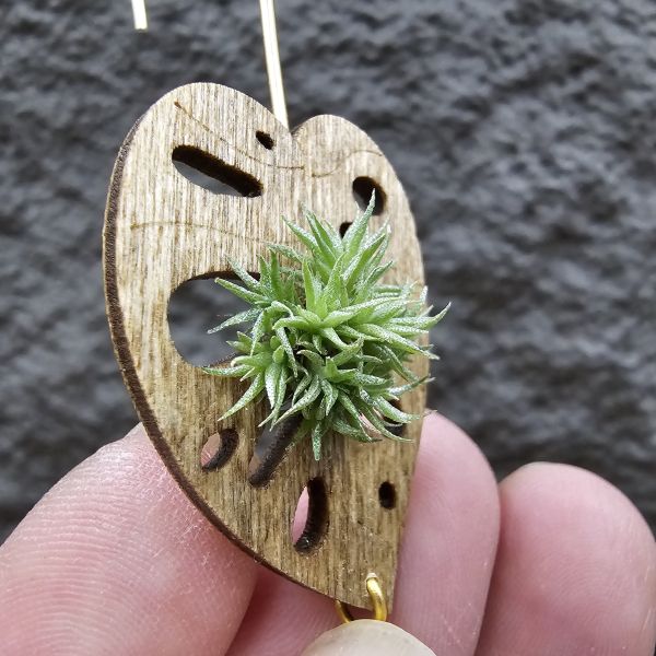草皮鳳(實生叢)/Tillandsia tricholepis seedling 