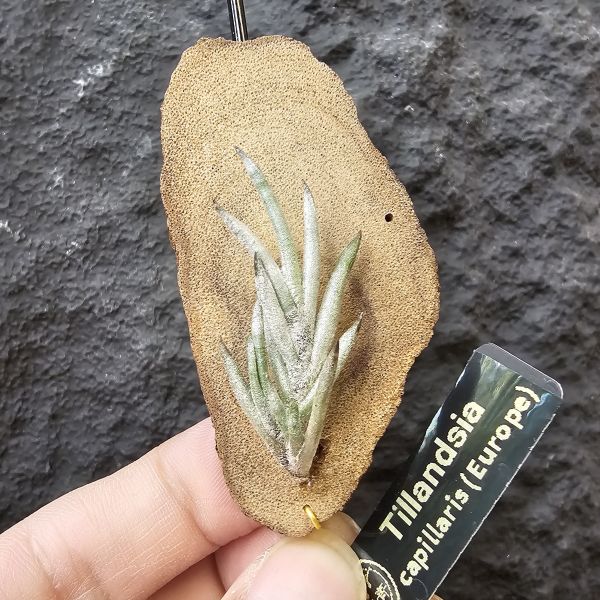 卡畢拉瑞斯(歐洲)帶芽/Tillandsia capillaris (Europe)~圖四可參考叢生型態 