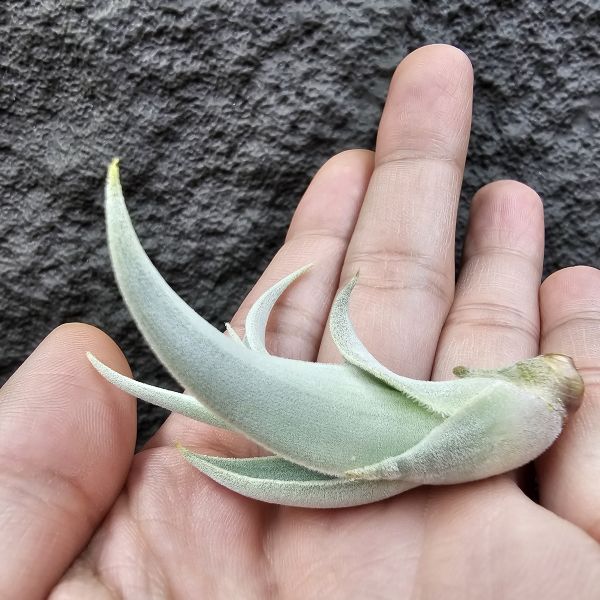 德K白天鵝X？(圖四、五母株參考)/Tillandsia barfussii X？(KK)德國農場相當高價的大型白天鵝！母株購買時近3W，具描述可能是與雪鵝SP.的交種，與常見的白天鵝相較看似有偏白些，有無差異則依個人的主觀判斷覺得有收藏價值在購買！ 