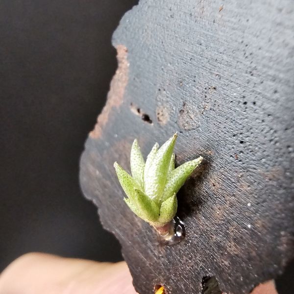 布雷爾利托西斯(S尺寸)/Tillandsia brealitoensis~重油耐用"降真木"板材! 