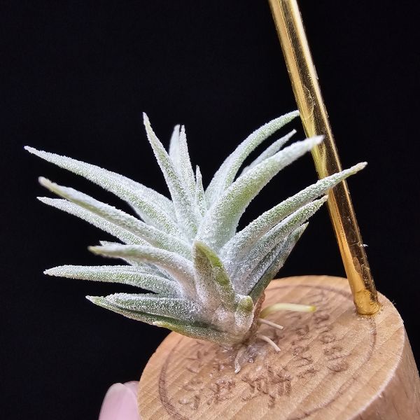 香檳巨大×長莖minor/Tillandsia chiapensis giant × ionantha van. minor form 