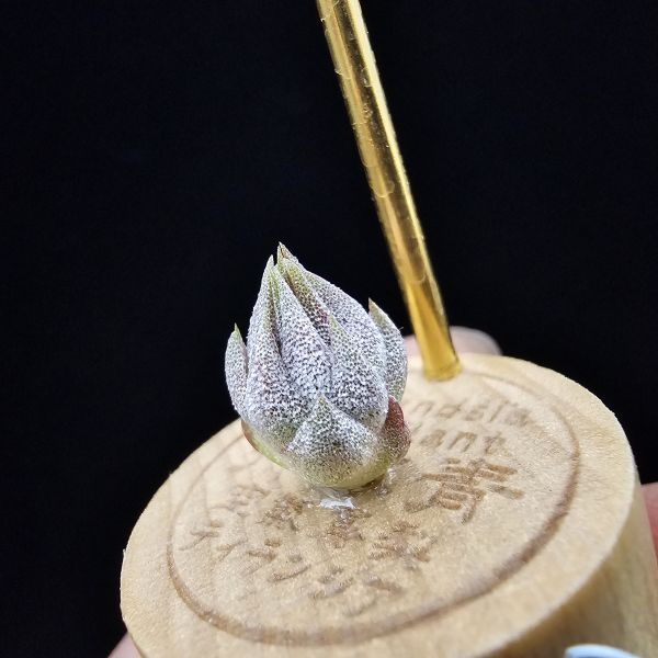 羅西塔小精靈(選拔)/Tillandsia ionantha Rosita~形態集束，成株葉子較短的選拔個體、圖四母株參照！ 