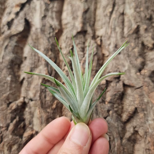 棉花糖-小/Tillandsia Cotton Candy Pink 