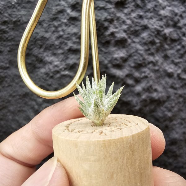 長莖Minor/Tillandsia ionantha van minor form 