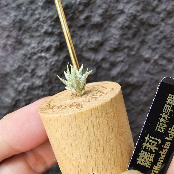 蘿莉(雨林)/Tillandsia Loliacea(RFI) 