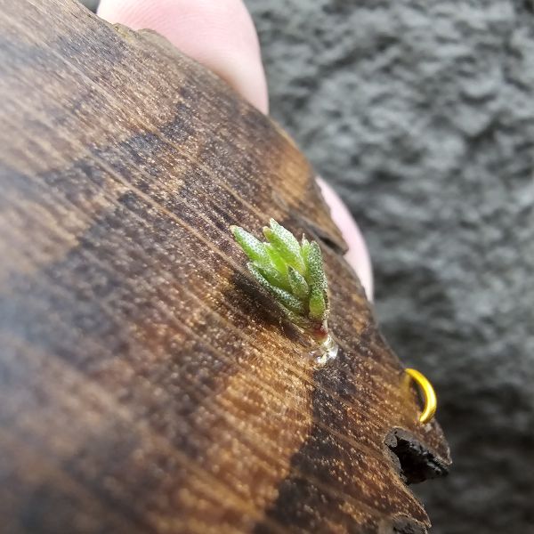 薔薇/Tillandsia rosariae(Poland) 
