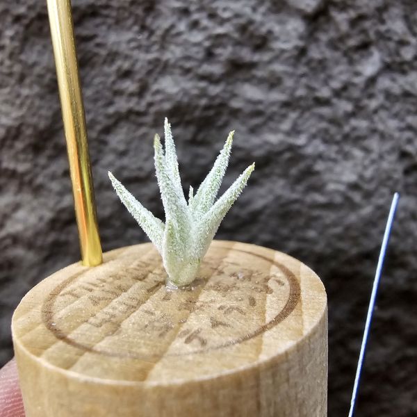 長莖×可愛派/Tillandsia ionantha v. van-hyningii × Cutie Pie 