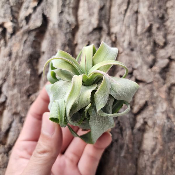 電捲燙/Tillandsia Streptophylla 