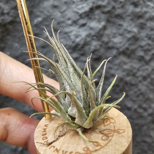 K燒(實生植株邊養會有增生芽)/Tillandsia kautskyi 