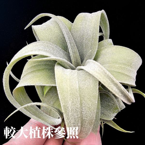 旋風大開曼×電捲燙(長大很美)/Tillandsia flexuosa Grand Cayman × streptophylla~旋風大開曼交種好像都不令人失望！圖四、五較大植株參照！ 