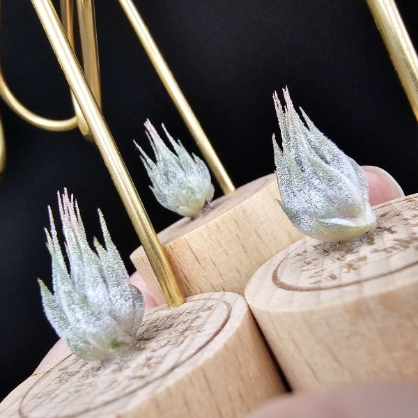 雨林AP早期較細葉/Tillandsia ionantha Apretado(RFI) 