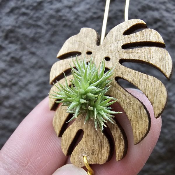 草皮鳳(實生叢)/Tillandsia tricholepis seedling 