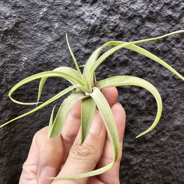 滷肉×迷你電捲Ycb(側芽非實生)/Tillandsia novakii × diguetii 