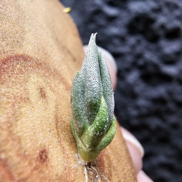 巴西毛鵝SP. × Kirschnekii/Tillandsia SP. × Kirschnekii 