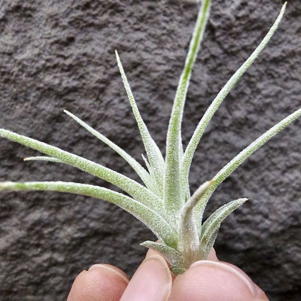 醬爆×墨電/Tillandsia ionantha var. van-hyningii Jumbo × streptophylla Mexico 