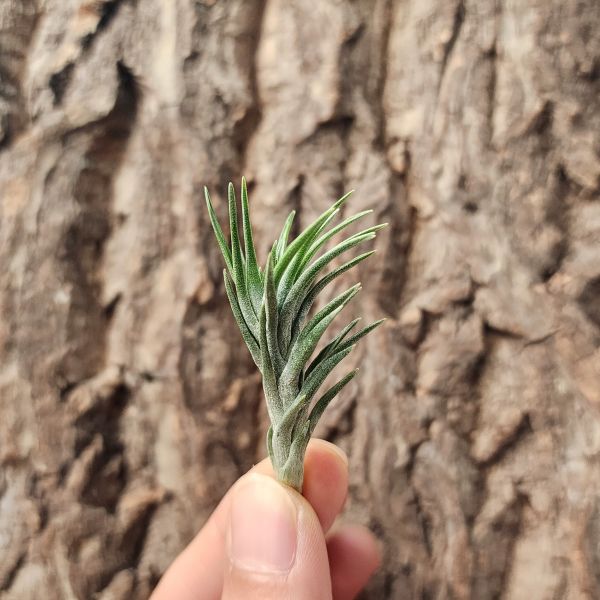 阿珠依-開葉/Tillandsia Araujei Open 