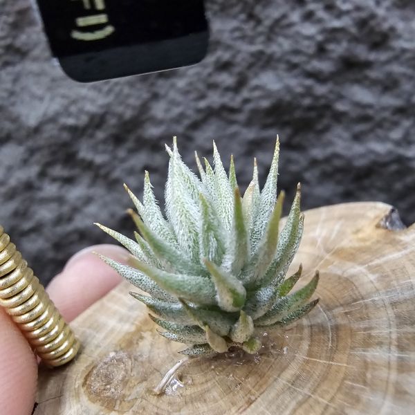 蘿莉(雨林)成株/Tillandsia loliacea(RFI) 