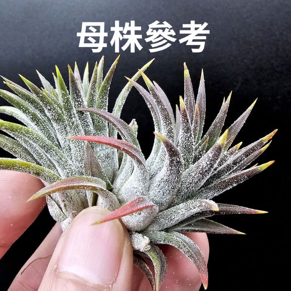 瑪雅之羽(少見)不挑株！/Tillandsia ionantha 'Mayan Feathers'~葉片厚實，光照、溫差會扁暗棕的顯色，鱗毛表現也很不錯，圖1~3為母株參考！販售植株為4~5側芽！ 