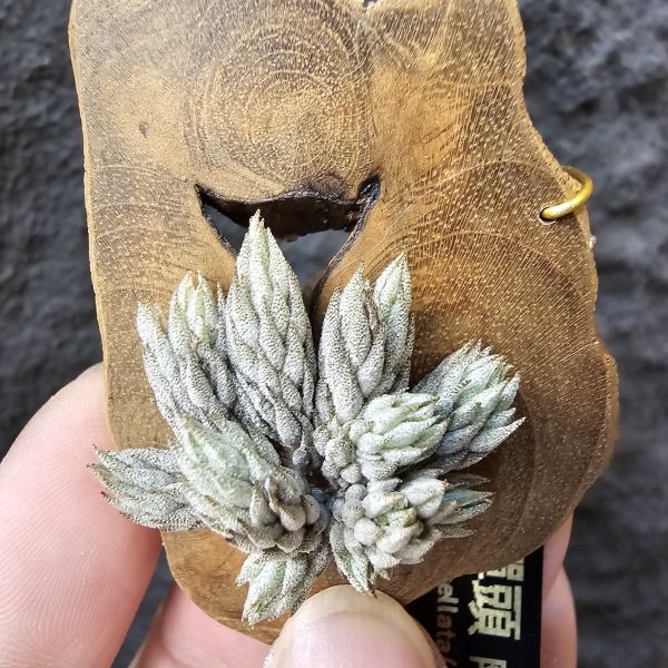 彈頭(特別肥)/Tillandsia pedicellata(Argentina)~商店所販售彈頭品項~皆為嚴格挑選植株、無枯萎品項！ 