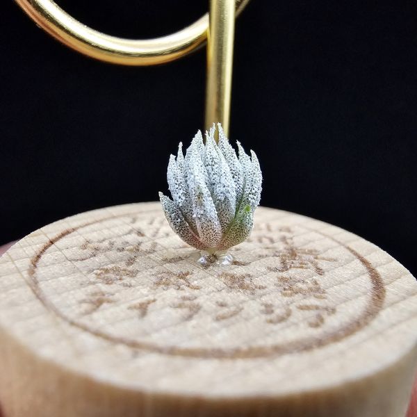 德K榛果×雨林AP(S)/Tillandsia ionantha haselnuss x ionantha Apretado(RFI) 