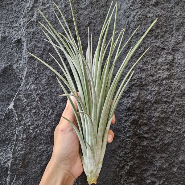 狼牙棒/Tillandsia Buck Compton~尺寸不小的植株 