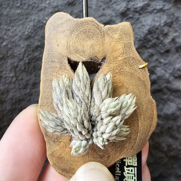 彈頭(特別肥)/Tillandsia pedicellata(Argentina)~商店所販售彈頭品項~皆為嚴格挑選植株、無枯萎品項！ 