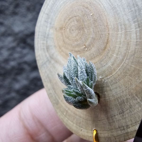 初戀(歐洲阿Q)帶2小芽/Tillandsia arequitae(Europe) 