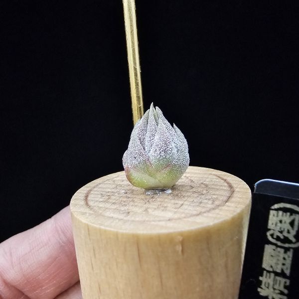 羅西塔小精靈(選拔)/Tillandsia ionantha Rosita~形態集束，成株葉子較短的選拔個體、圖四母株參照！ 