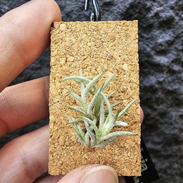 卡畢(阿根廷野採)/Tillandsia capillaris(Argentina) 