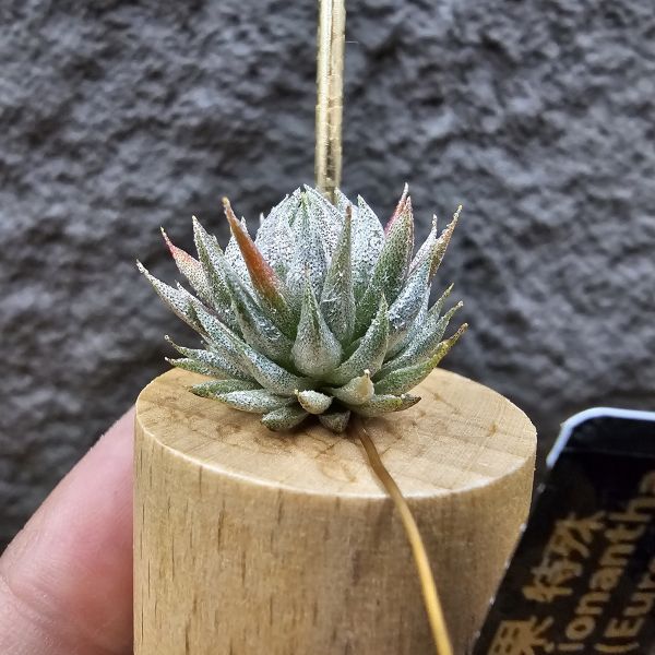 歐洲榛果(特殊)/Tillandsia ionantha Hazelnut (Europe) 