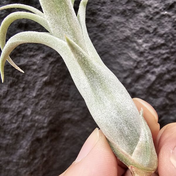 藝術燭台(小芽特價)/Tillandsia Art candlestick 