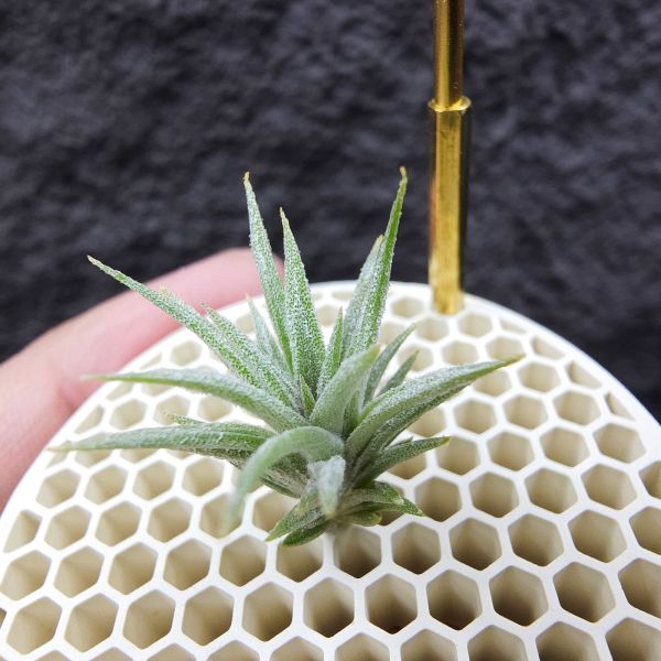 初戀 × 迷你電捲/Tillandsia arequitae × diguetii 