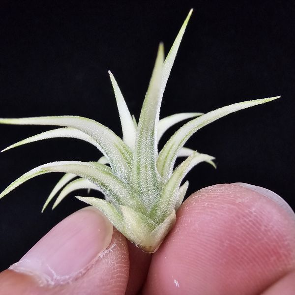 阿伯小精靈(藝)/Tillandsia ionantha Albo-Marginata 