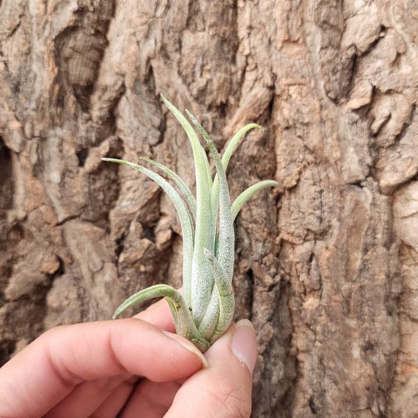 普布斯/Tillandsia Pueblensis Clump 