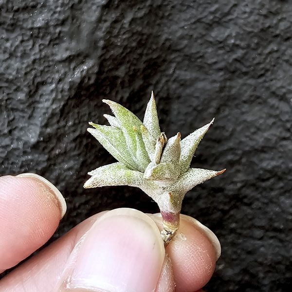 安古/Tillandsia angulosa 