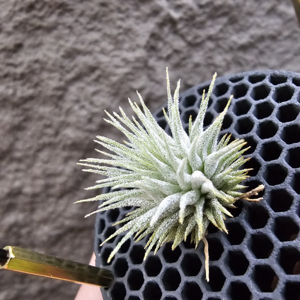 熱帶手雷 × 德K榛果(From JoLi)/Tillandsia ionantha Hand Grenade(Tropiflora) × haselnuss(KK) 