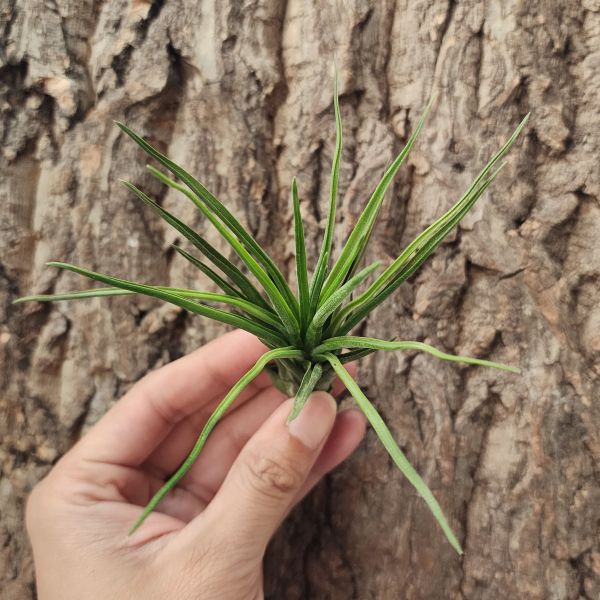 小章魚×西雷達/Tillandsia Bulbosa × Ionantha Selecta 