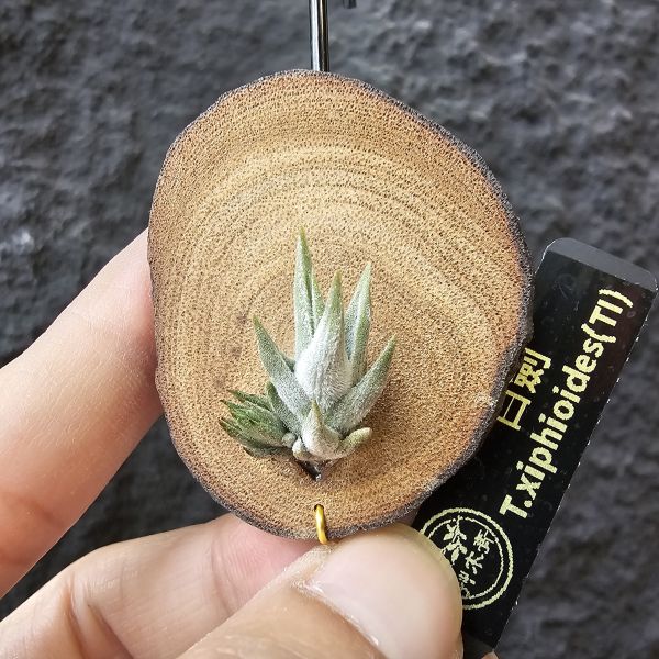 白劍/Tillandsia xiphioides(TI) 