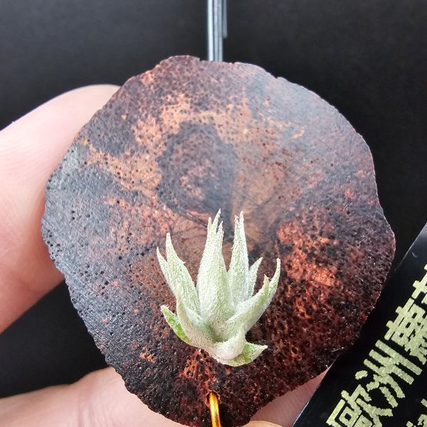歐洲蘿莉/Tillandsia loliacea(Europe) 