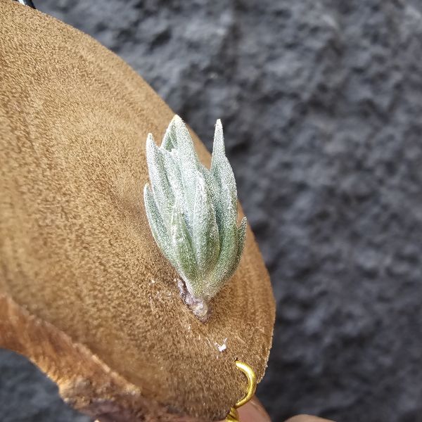 銀冰×雪鵝(開始衝大的尺寸)/Tillandsia chiletensis × SP. 